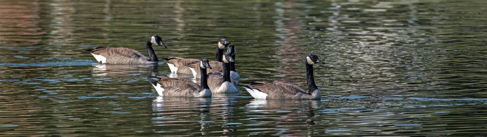 DeSoto National Wildlife Refuge Trip