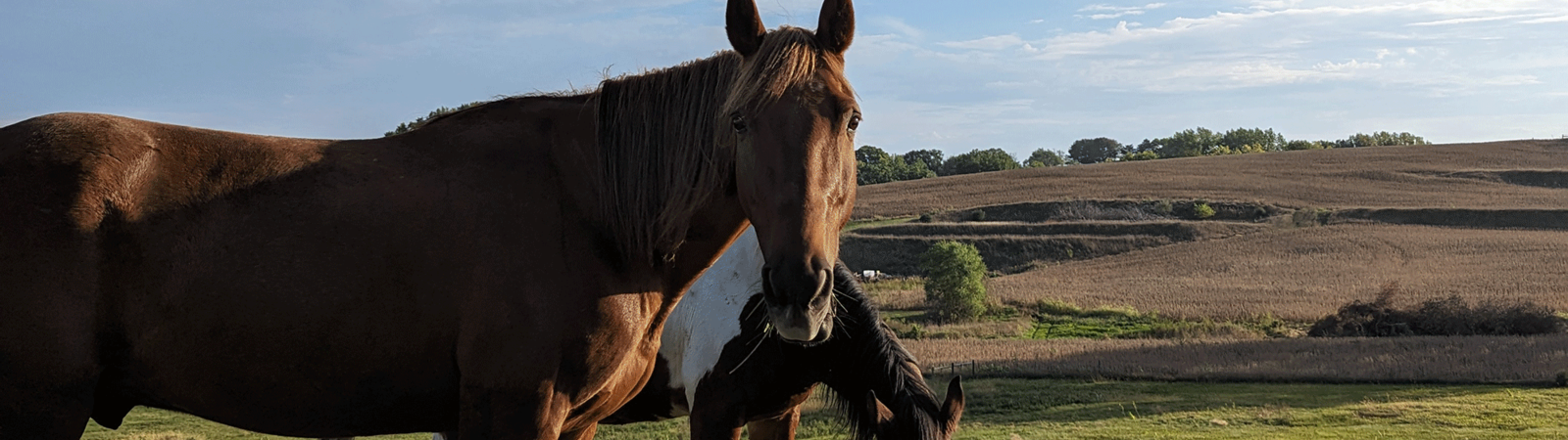 Communicate with Horses