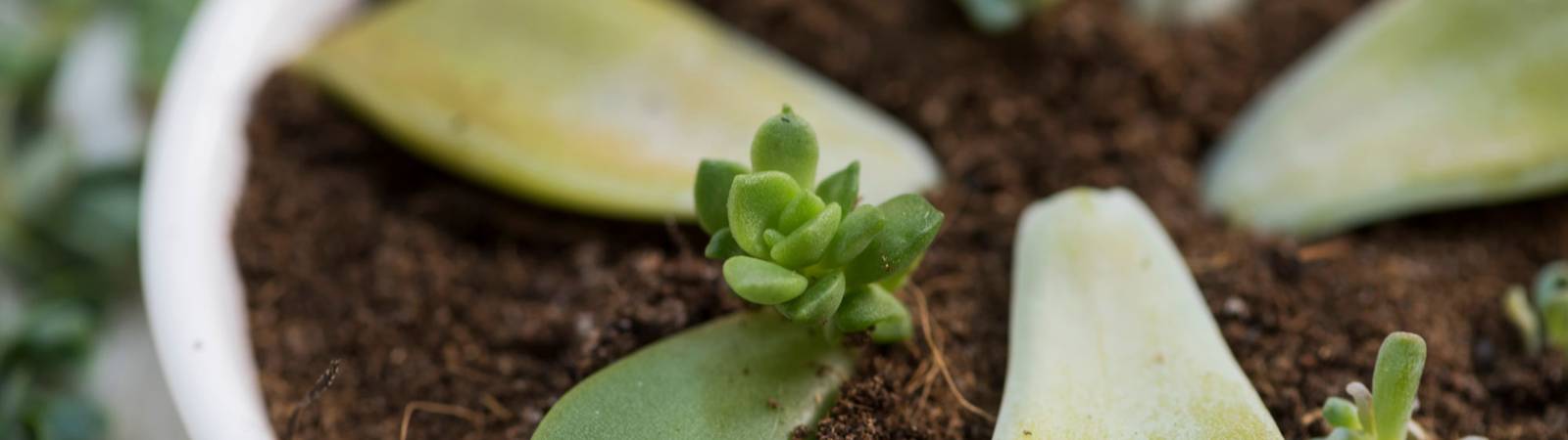 Succulent Propagation