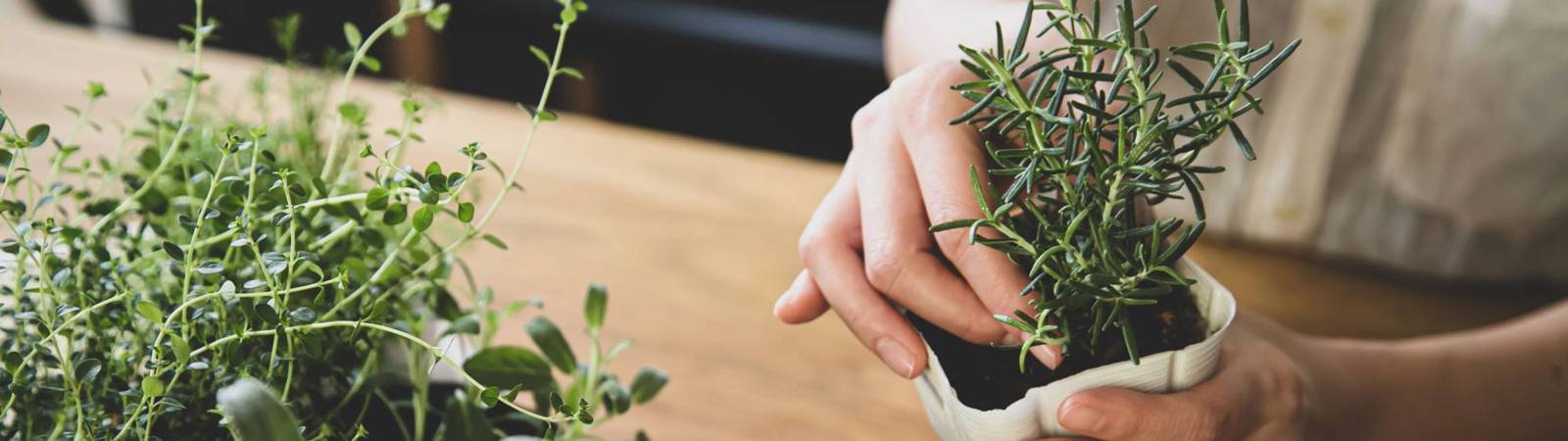 Gardening with Herbs