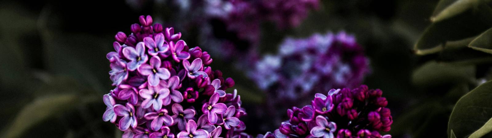 Unlock the Secret to Indoor Blossoms