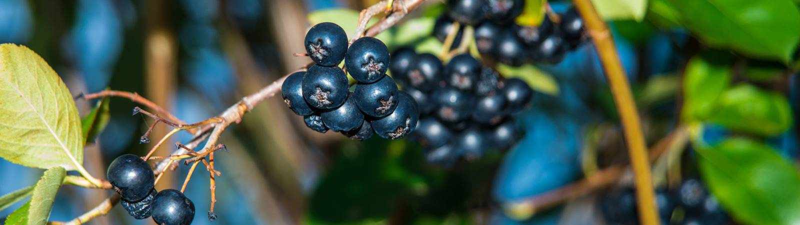 America's Unknown Superfruit: The Aronia Berry